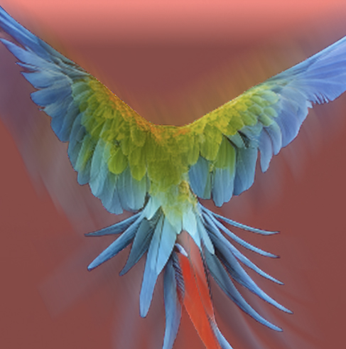 dux-bird.jpg