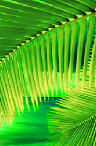 dux-palm.jpg
